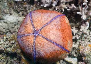 photo,material,free,landscape,picture,stock photo,Creative Commons,A cushion starfish, coral reef, With person, starfish, 