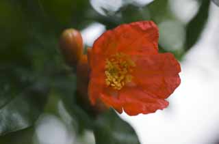 photo,material,free,landscape,picture,stock photo,Creative Commons,A Zakuro flower, , pomegranate, pomegranate, pomegranate