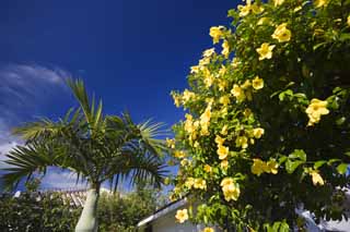 fotografia, material, livra, ajardine, imagine, proveja fotografia, Ilha de Ishigaki-jima um pas sulista, Ryukyu, telhado, flor, cu azul