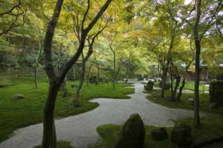fotografia, material, livra, ajardine, imagine, proveja fotografia,Um jardim de um templo claro que pertence  seita de Zen, Musgo, , pedra, Folhas coloridas