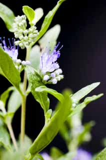 fotografia, materiale, libero il panorama, dipinga, fotografia di scorta,Un fiorellino viola e bluastro, Violetta bluastra, gemma, mi di punto chiave, petalo