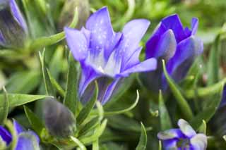 photo,material,free,landscape,picture,stock photo,Creative Commons,A gentian, gentian, gentian, gentian, 