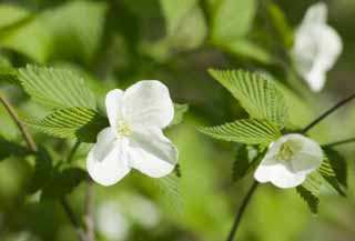 fotografia, material, livra, ajardine, imagine, proveja fotografia,Um flsculo branco, Branco, flor, licena jovem, 