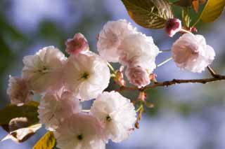 photo,material,free,landscape,picture,stock photo,Creative Commons,A double cherry blossom, double cherry blossom, cherry tree, cherry tree, 