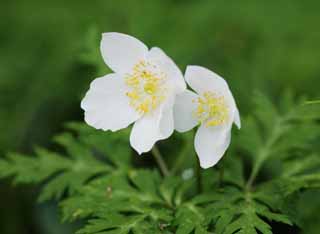 photo,material,free,landscape,picture,stock photo,Creative Commons,Anemone nikoensis, Anemone nikoensis, , white blossom, 