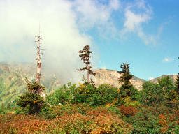 fotografia, materiale, libero il panorama, dipinga, fotografia di scorta,Alberi che sognano, montagna, nube, cielo blu, 