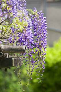 photo,material,free,landscape,picture,stock photo,Creative Commons,Wisteria of a wisteria trellis, , Japanese wistaria, Wisteria, I am purple