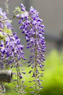 Foto, materieel, vrij, landschap, schilderstuk, bevoorraden foto,Wisteria, , Jap wistaria, Wisteria, Ik ben purper