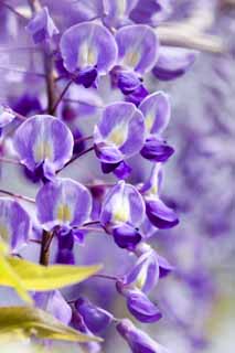 fotografia, material, livra, ajardine, imagine, proveja fotografia,Wisteria, , Glicnia japonesa, Glicnia, Eu sou roxo