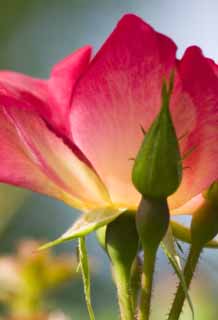 fotografia, material, livra, ajardine, imagine, proveja fotografia,Uma rosa-folha, rosa, , , Vermelho