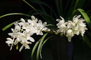 fotografia, materiale, libero il panorama, dipinga, fotografia di scorta,Un'orchidea bianca, cymbidium, , , orchidea