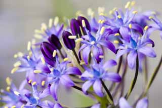 photo, la matire, libre, amnage, dcrivez, photo de la rserve,Collection d'un fleuron violet bleutre, Violette bleutre, fleur, , 