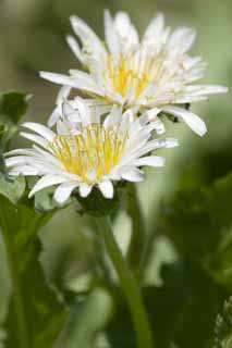 photo,material,free,landscape,picture,stock photo,Creative Commons,White Dandelion, dandelion, dandelion, dandelion, DDelaware ion