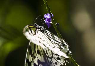 photo,material,free,landscape,picture,stock photo,Creative Commons,Butterfly, butterfly, butterfly, butterfly, butterfly