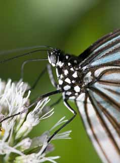 photo,material,free,landscape,picture,stock photo,Creative Commons,A meal of a butterfly, butterfly, butterfly, butterfly, butterfly