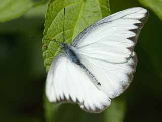 photo,material,free,landscape,picture,stock photo,Creative Commons,A break of a white butterfly, butterfly, butterfly, butterfly, butterfly