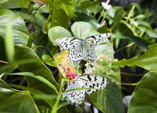 photo,material,free,landscape,picture,stock photo,Creative Commons,Courtship of butterfly, butterfly, butterfly, butterfly, butterfly