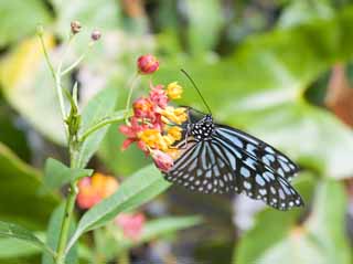 photo,material,free,landscape,picture,stock photo,Creative Commons,A meal of a butterfly, butterfly, , , 