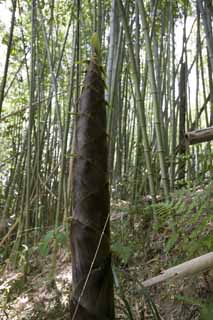 photo,material,free,landscape,picture,stock photo,Creative Commons,The bamboo shoot which grows at a stretch, kind of thick-stemmed bamboo, Takebayashi, kind of thick-stemmed bamboo, bamboo shoot