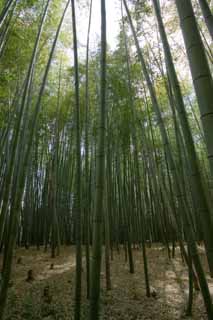 photo,material,free,landscape,picture,stock photo,Creative Commons,Takebayashi, Bamboo, Bamboo, Dead leaves, 