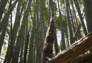 photo,material,free,landscape,picture,stock photo,Creative Commons,Spring of a bamboo shoot, kind of thick-stemmed bamboo, bamboo shoot, bamboo shoot, bamboo shoot