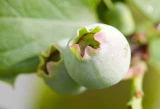 fotografia, material, livra, ajardine, imagine, proveja fotografia,Uma fruta jovem de pe azul o Lee, Fruta, Arredondamento, Eu estou delicioso, 