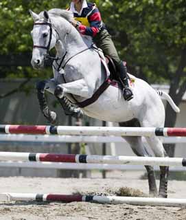 fotografia, material, livra, ajardine, imagine, proveja fotografia,Saltando em cima de de um cavalo branco, cavalo, , A juba, Ascendncia familiar