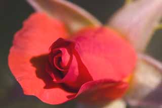 fotografia, material, livra, ajardine, imagine, proveja fotografia,Um volume de uma rosa, rosa, , , 
