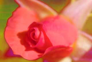 foto,tela,gratis,paisaje,fotografa,idea,Una fantasa de una rosa, Rosa, , , 