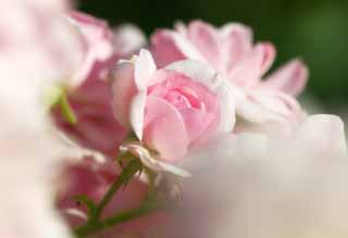 photo,material,free,landscape,picture,stock photo,Creative Commons,A pink rose, rose, rose, rose, rose