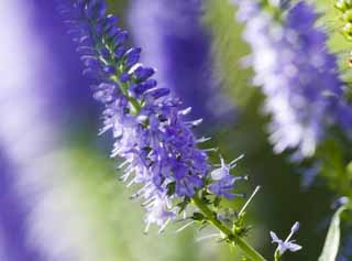 Foto, materieel, vrij, landschap, schilderstuk, bevoorraden foto,Gedacht van een bloem van blauwige viooltje, Blauwige viooltje, Bloem bed, Zonnelicht, 