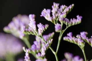 photo, la matire, libre, amnage, dcrivez, photo de la rserve,Une fleur de violette bleutre, Violette bleutre, bouquet, fleuron, Dans le printemps