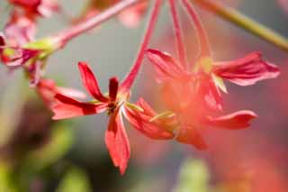 Foto, materiell, befreit, Landschaft, Bild, hat Foto auf Lager,Eine rote Blume, Rot, , , 