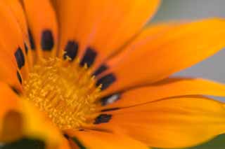 fotografia, materiale, libero il panorama, dipinga, fotografia di scorta,Fiore di arancia, arancia, Nero, , 