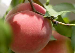 photo,material,free,landscape,picture,stock photo,Creative Commons,A crop of a peach, peach, peach, peach, Fruit