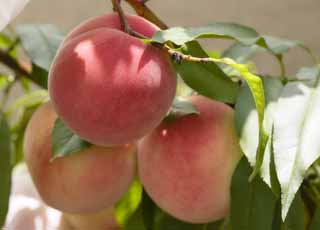 photo,material,free,landscape,picture,stock photo,Creative Commons,A crop of a peach, peach, peach, peach, Fruit