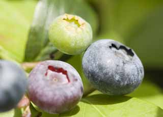 photo,material,free,landscape,picture,stock photo,Creative Commons,A crop of a blueberry, blueberry, Fruit, Fruit, 