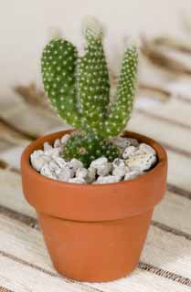 Foto, materieel, vrij, landschap, schilderstuk, bevoorraden foto,Een minie-cactus, , Potplant, Ik ben unglazed, 