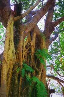 illust, matire, libre, paysage, image, le tableau, crayon de la couleur, colorie, en tirant,Un arbre de pays du sud, Patience, cortex, L'aboiement, 