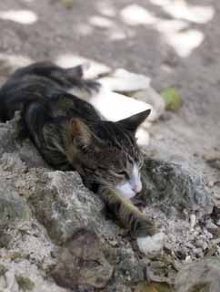 fotografia, material, livra, ajardine, imagine, proveja fotografia,Eu tiro uma soneca em uma praia, gato, , , praia arenosa