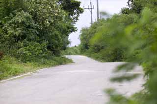 photo,material,free,landscape,picture,stock photo,Creative Commons,A way of a southern country, Asphalt, telephone pole, I am green, cloud