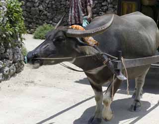 photo,material,free,landscape,picture,stock photo,Creative Commons,A water buffalo of a cow carriage, water buffalo, buffalo, corner, 