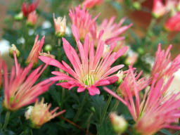 Foto, materiell, befreit, Landschaft, Bild, hat Foto auf Lager,Chrysanthemum blht, rosa, , , 