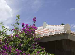 photo,material,free,landscape,picture,stock photo,Creative Commons,A bougainvillaea and a roof, roof, The plaster, tile, 