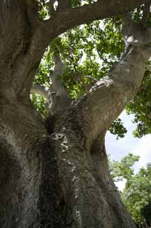 fotografia, materiale, libero il panorama, dipinga, fotografia di scorta,Un albero di paese meridionale, L'abbaio, Luce del sole, , 