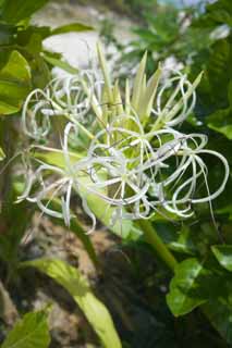 foto,tela,gratis,paisaje,fotografa,idea,Un crinum, , Crinum, , 