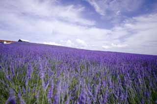 fotografia, material, livra, ajardine, imagine, proveja fotografia,Uma lavanda, lavanda, jardim de flor, Violeta azulada, Herb