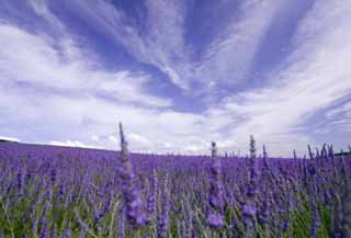 foto,tela,gratis,paisaje,fotografa,idea,Una lavanda, Lavanda, Jardn de flores, Violeta azulada, Herb