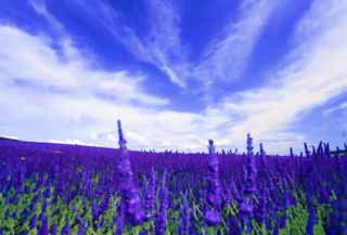 illust, materiale, libero panorama, ritratto dipinto, matita di colore disegna a pastello, disegnando,Una lavanda, lavanda, giardino floreale, Violetta bluastra, Herb