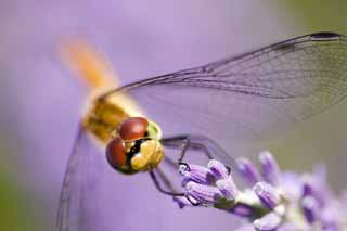 photo,material,free,landscape,picture,stock photo,Creative Commons,It is a dragonfly to a lavender, dragonfly, dragonfly, dragonfly, feather